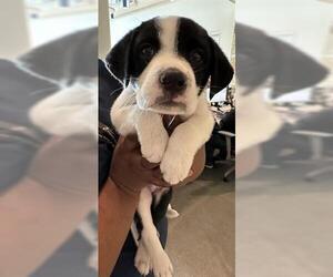 Labrador Retriever-Unknown Mix Dogs for adoption in Houston, TX, USA