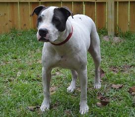 American Bulldog-Staffordshire Bull Terrier Mix Dogs for adoption in Webster, FL, USA