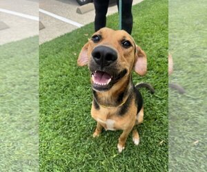 Black Mouth Cur-Unknown Mix Dogs for adoption in Houston, TX, USA