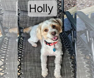 Shih Tzu-Unknown Mix Dogs for adoption in Eastman, GA, USA