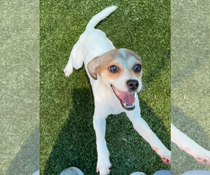 Chihuahua-Unknown Mix Dogs for adoption in Woodbury, NY, USA