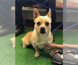 French Bulldog-Pembroke Welsh Corgi Mix Dogs for adoption in Amarillo, TX, USA