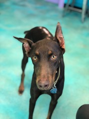 Doberman Pinscher Dogs for adoption in Guthrie, OK, USA
