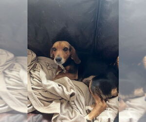 Beagle Dogs for adoption in Raleigh, NC, USA