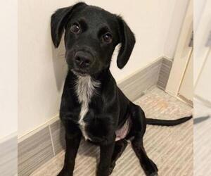Labrador Retriever-Unknown Mix Dogs for adoption in Woodside, NY, USA