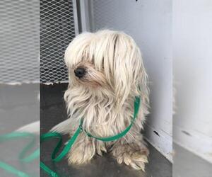 Maltese Dogs for adoption in Bakersfield, CA, USA