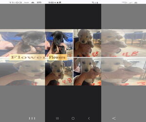 Labrador Retriever-Unknown Mix Dogs for adoption in Brooksville, FL, USA