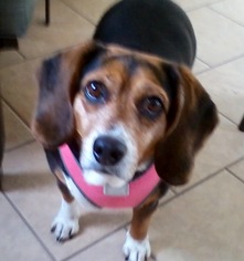 Beagle Dogs for adoption in Sparta, IL, USA