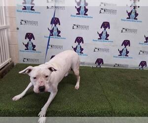 American Pit Bull Terrier-Unknown Mix Dogs for adoption in Orlando, FL, USA