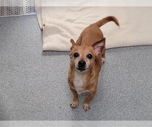 Chihuahua Dogs for adoption in Orange, CA, USA