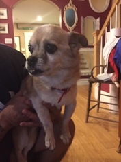 Chihuahua Dogs for adoption in Guilford, CT, USA