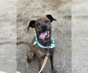 Boxer-Unknown Mix Dogs for adoption in Santa Maria, CA, USA