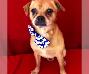 Puggle Dogs for adoption in Barre, MA, USA