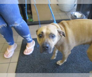 Labrador Retriever Dogs for adoption in Ocala, FL, USA