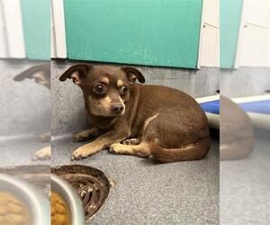 Chihuahua Dogs for adoption in San Antonio, TX, USA