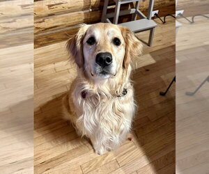 Medium Photo #3 Golden Retriever Puppy For Sale in St. Louis Park, MN, USA