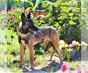 German Shepherd Dog-Unknown Mix Dogs for adoption in Holly Hill, SC, USA