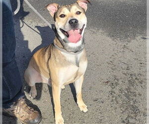 German Shepherd Dog-Unknown Mix Dogs for adoption in McKinleyville, CA, USA