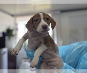 Mutt Dogs for adoption in Raleigh, NC, USA