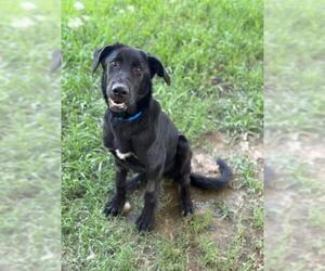 Labrador Retriever Dogs for adoption in Riverside, CA, USA