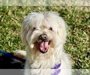 Tibetan Terrier Dogs for adoption in Greenbelt, MD, USA
