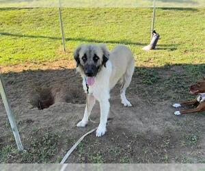 Anatolian Shepherd-Unknown Mix Dogs for adoption in Ocala, FL, USA
