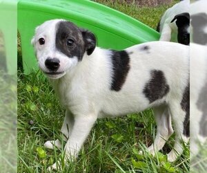 Border Collie Dogs for adoption in Griswold, CT, USA