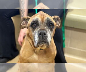 Boxer-Unknown Mix Dogs for adoption in Raleigh, NC, USA