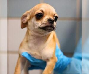 Pug-Unknown Mix Dogs for adoption in San Antonio, TX, USA