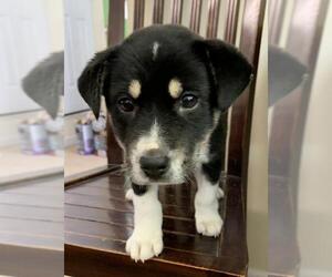 Australian Terrier Dogs for adoption in Calverton, NY, USA