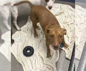 Labrador Retriever-Unknown Mix Dogs for adoption in Sterling, MA, USA