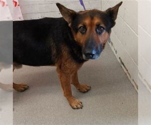 German Shepherd Dog Dogs for adoption in San Bernardino, CA, USA