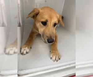 German Shepherd Dog Dogs for adoption in Houston, TX, USA