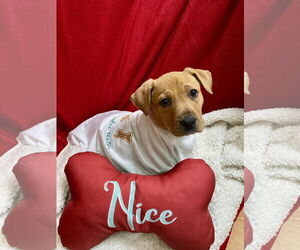 Labrador Retriever-Unknown Mix Dogs for adoption in Hillsboro, MO, USA