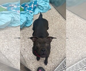 Mutt Dogs for adoption in Martinsburg, WV, USA