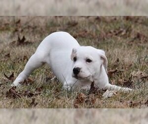 Bullboxer Pit Dogs for adoption in Mechanicsburg, PA, USA