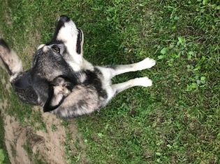 Alaskan Husky Dogs for adoption in Potsdam, NY, USA