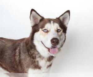 Alaskan Husky Dogs for adoption in Burbank, CA, USA