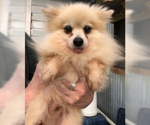 Pomeranian Dogs for adoption in Glenwood, GA, USA