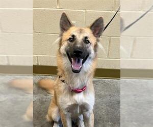 German Shepherd Dog Dogs for adoption in Texas City, TX, USA
