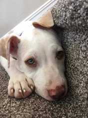 American Pit Bull Terrier Dogs for adoption in Sylmar, CA, USA
