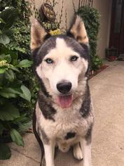 Small Siberian Husky