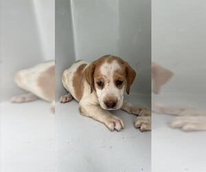 Bloodhound-Unknown Mix Dogs for adoption in Houston, TX, USA