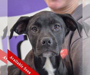 American Staffordshire Terrier-Unknown Mix Dogs for adoption in Huntley, IL, USA