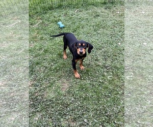 Black and Tan Coonhound-Labrador Retriever Mix Dogs for adoption in SHERBURNE, NY, USA
