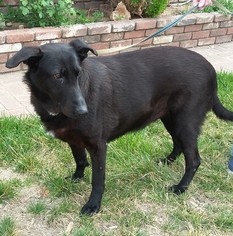 Shepradors Dogs for adoption in Olalla, WA, USA