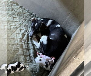 Chihuahua Dogs for adoption in San Bernardino, CA, USA