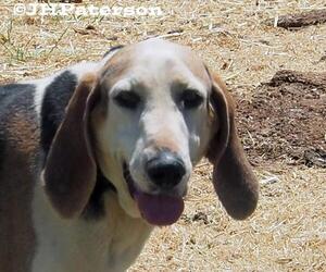 Coonhound Dogs for adoption in Scottsdale, AZ, USA