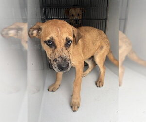 Labrador Retriever-Unknown Mix Dogs for adoption in Houston, TX, USA