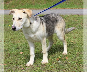 Gerberian Shepsky Dogs for adoption in Prattville, AL, USA